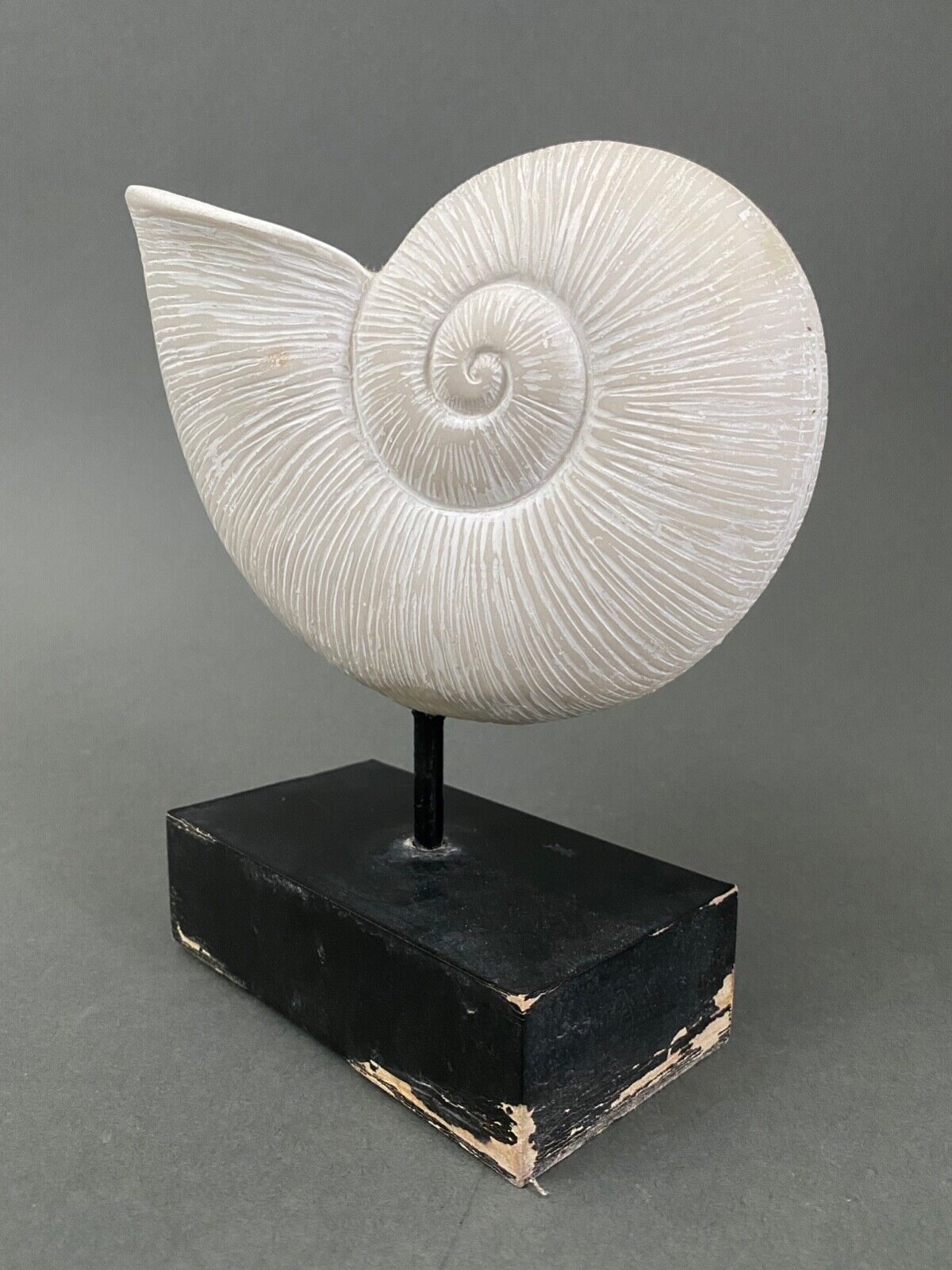Plaster shell on blackened wooden base cabinet of curiosities XXth