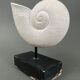 Plaster shell on blackened wooden base cabinet of curiosities XXth
