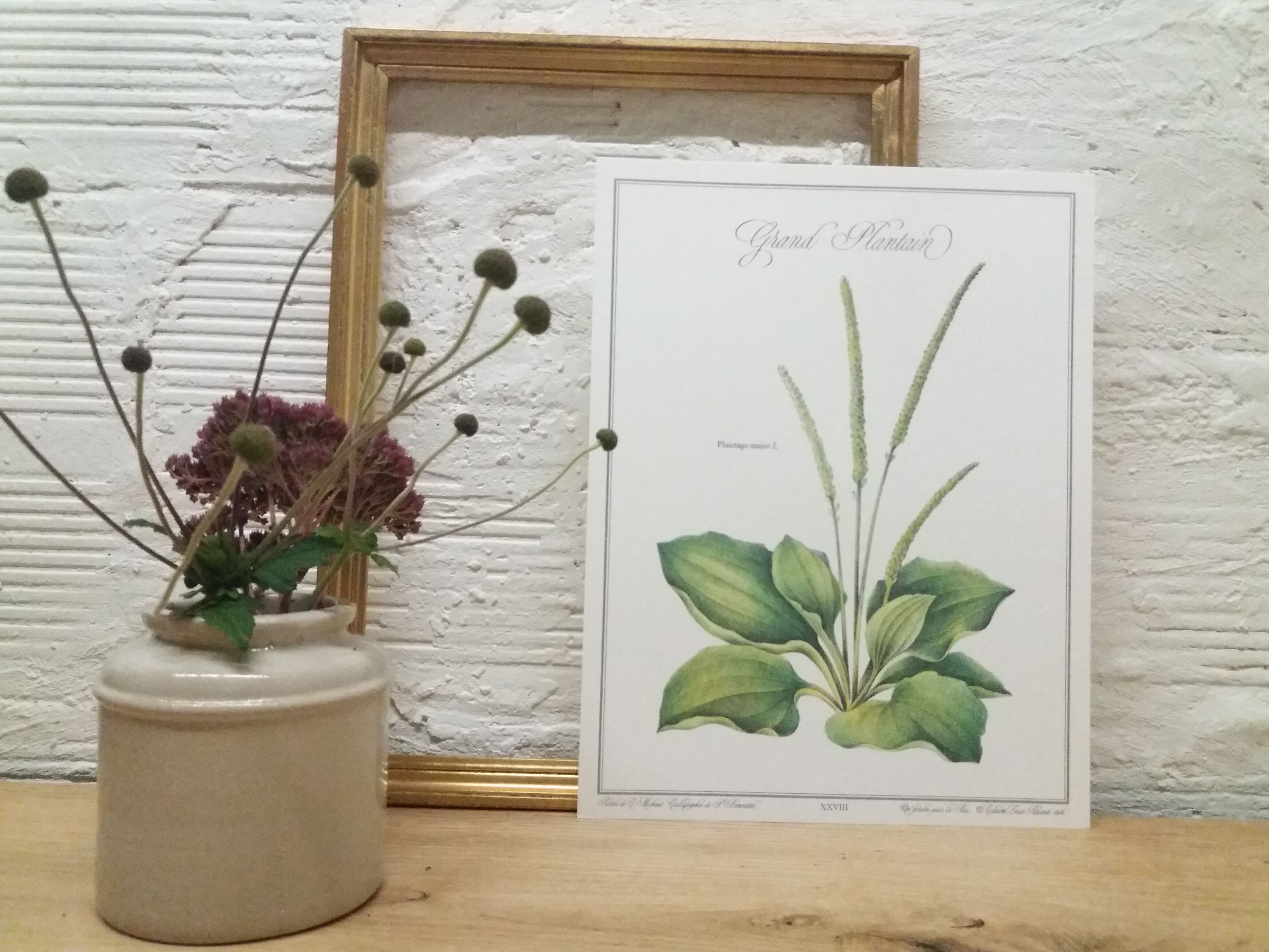Grand Plantain botanical plank