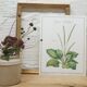 Grand Plantain botanical plank