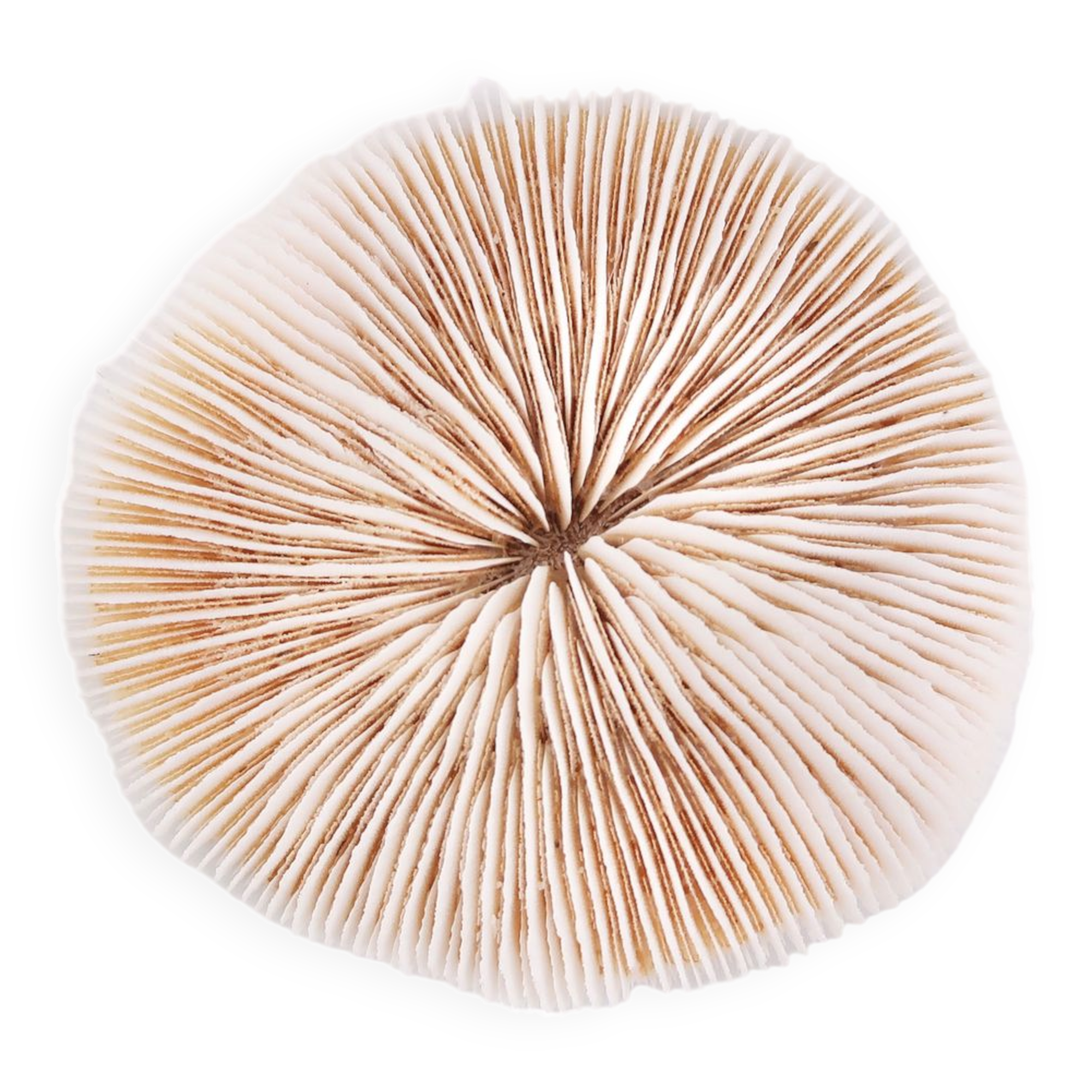 Corail blanc, cabinet de curiosités