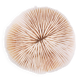 Corail blanc, cabinet de curiosités