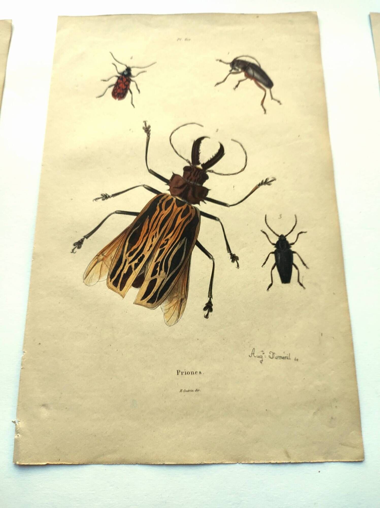 Antique engraving from 1839 - Priones Insects - Hand-colored plate