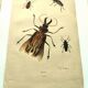 Antique engraving from 1839 - Priones Insects - Hand-colored plate