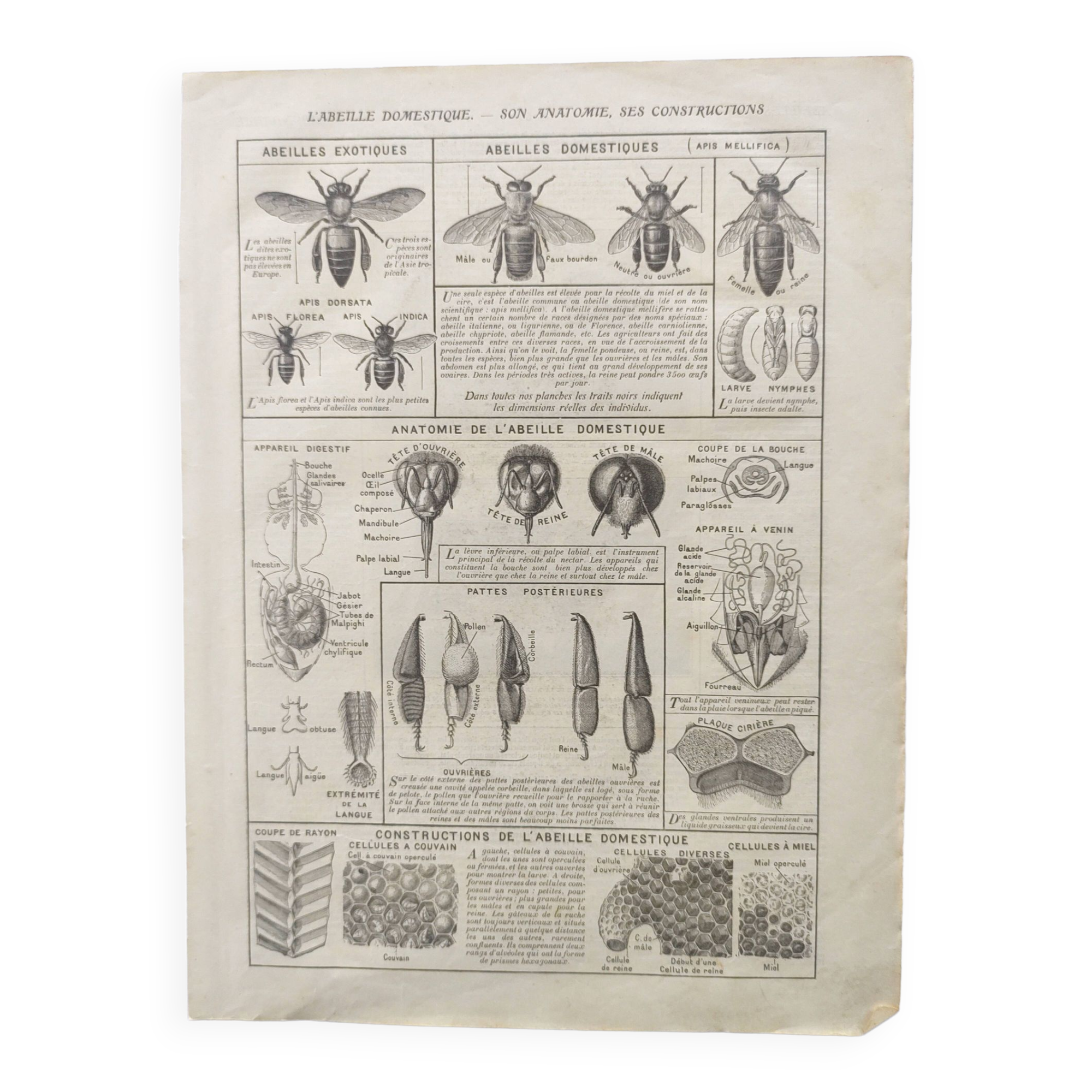 Old engraving • Domestic bee • Original plate from 1920