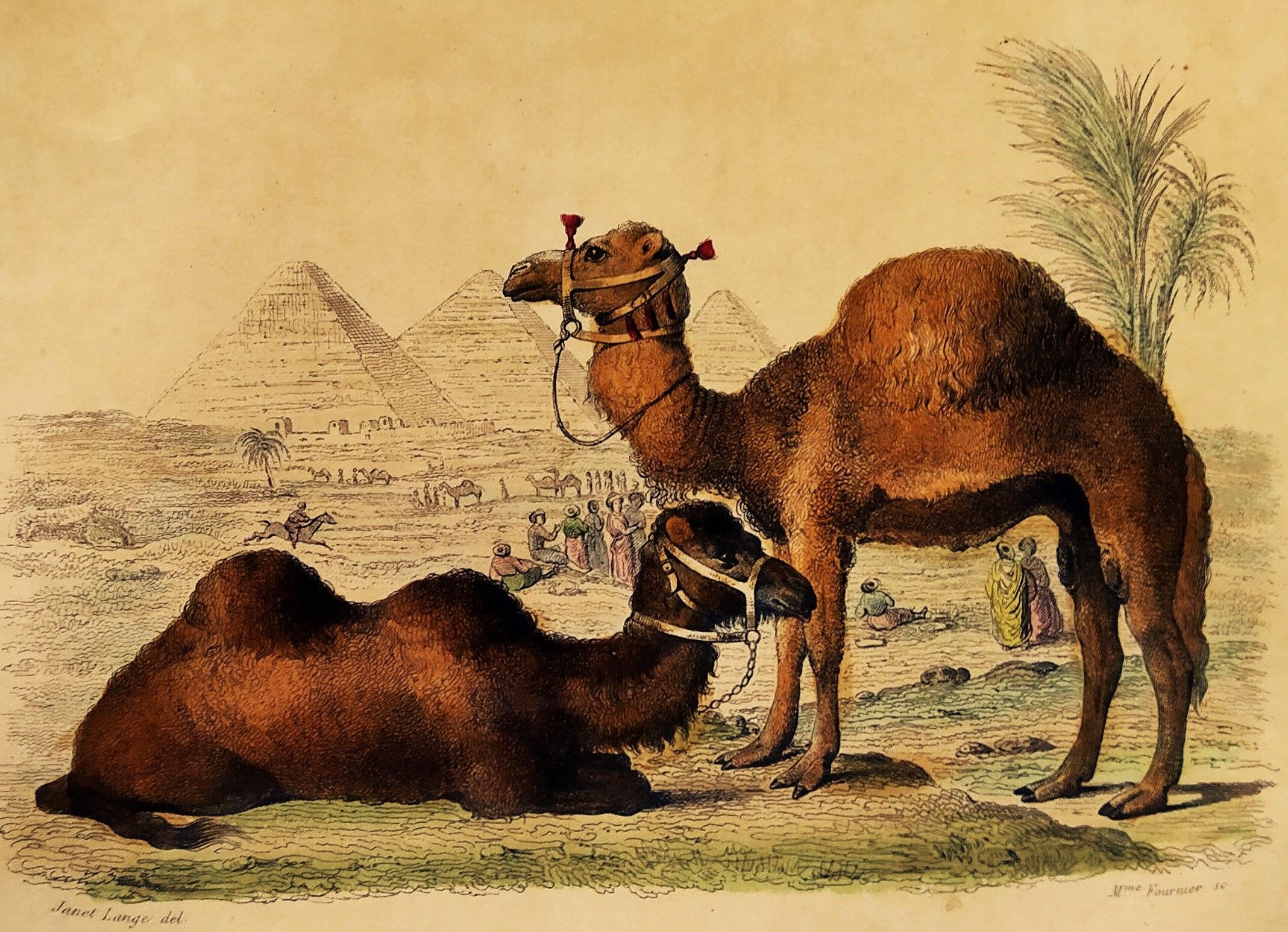 Original zoological plank "Chameau - Dromadaire" Buffon 1838