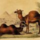 Original zoological plank "Chameau - Dromadaire" Buffon 1838