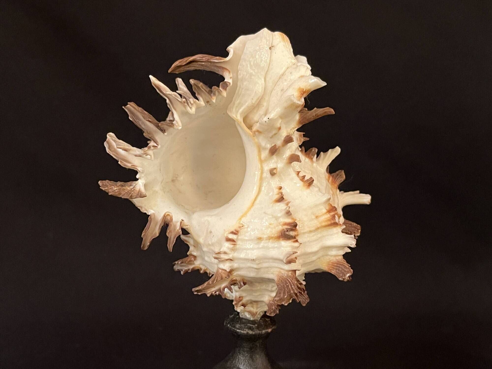 Hexaplex Cichoreum shell on turned wooden base, old cabinet of curiosities on foot