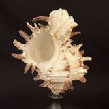 Hexaplex Cichoreum shell on turned wooden base, old cabinet of curiosities on foot