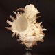 Hexaplex Cichoreum shell on turned wooden base, old cabinet of curiosities on foot