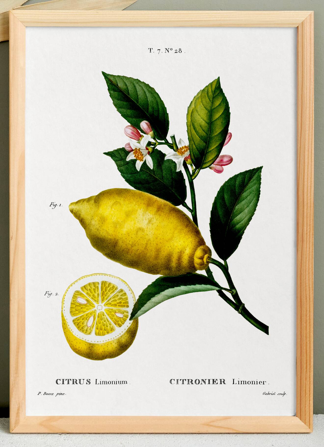Poster about lemons, based on an engraving from 1802