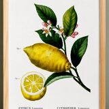 Poster about lemons, based on an engraving from 1802