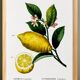 Poster about lemons, based on an engraving from 1802