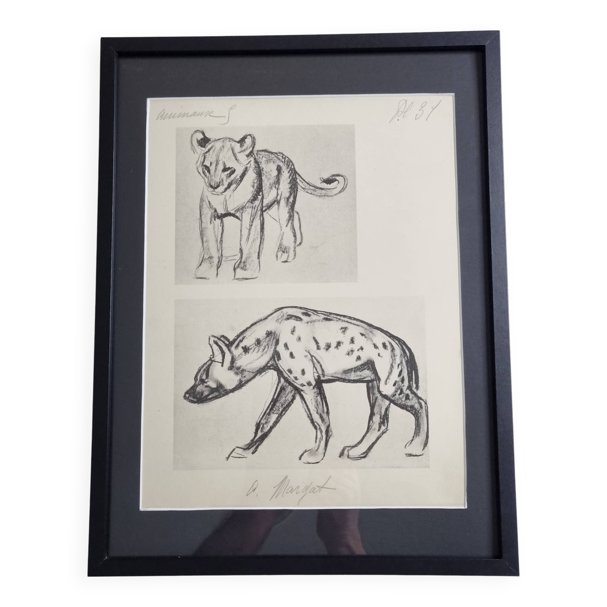 Illustrated plate, Studies of a lion cub and a hyena, Signed A. Margat, 1930