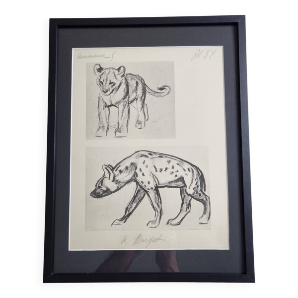 Planche illustrée, Études de lionceau et de hyène, Signée  A. Margat, 1930