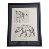 Illustrated plate, Studies of a lion cub and a hyena, Signed A. Margat, 1930