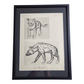 Illustrated plate, Studies of a lion cub and a hyena, Signed A. Margat, 1930