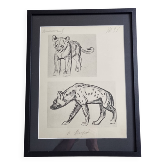 Illustrated plate, Studies of a lion cub and a hyena, Signed A. Margat, 1930