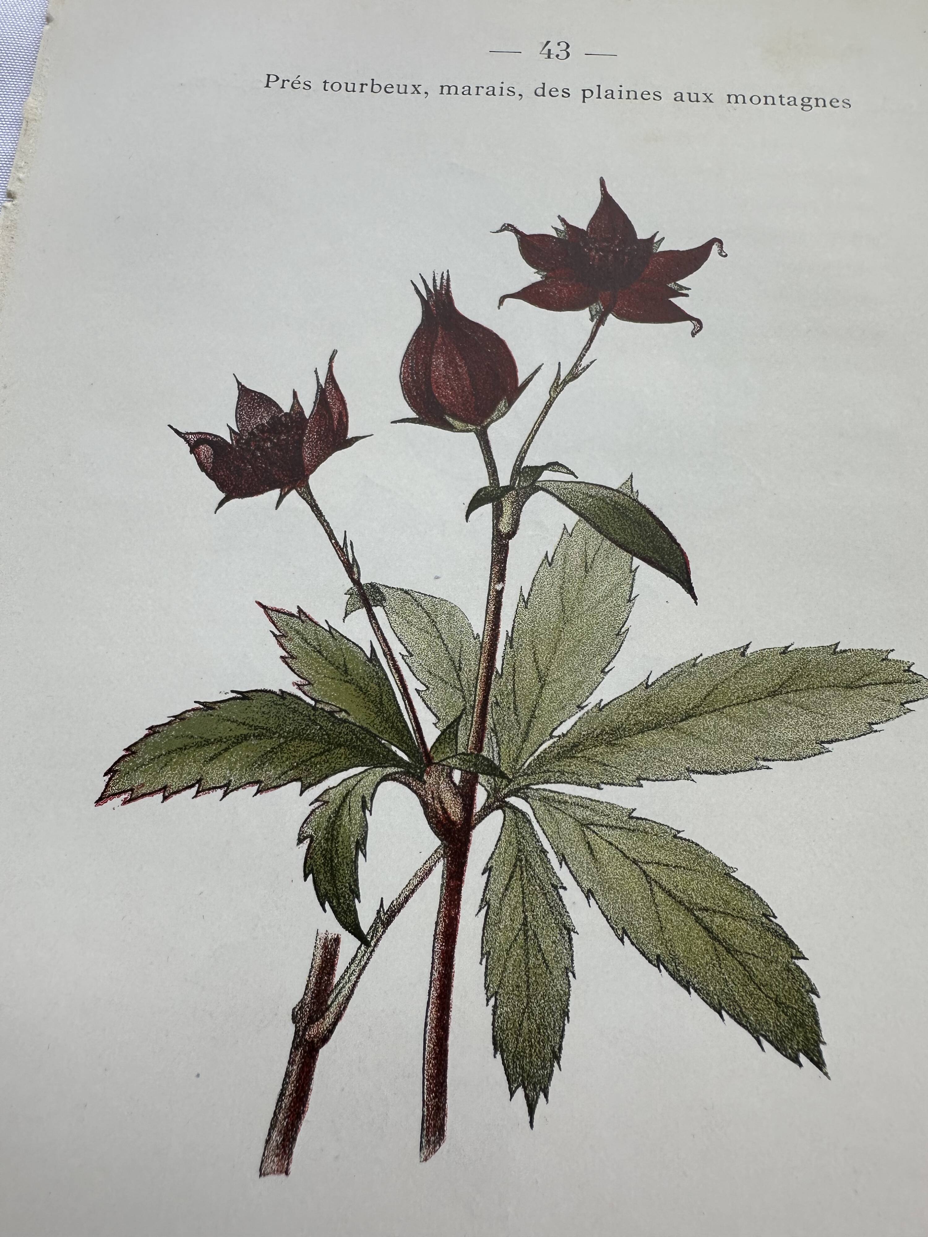 Botanical lithographic print, naturalistic, from the 1800s.