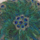 Eventail peacock feathers debut XXeme
