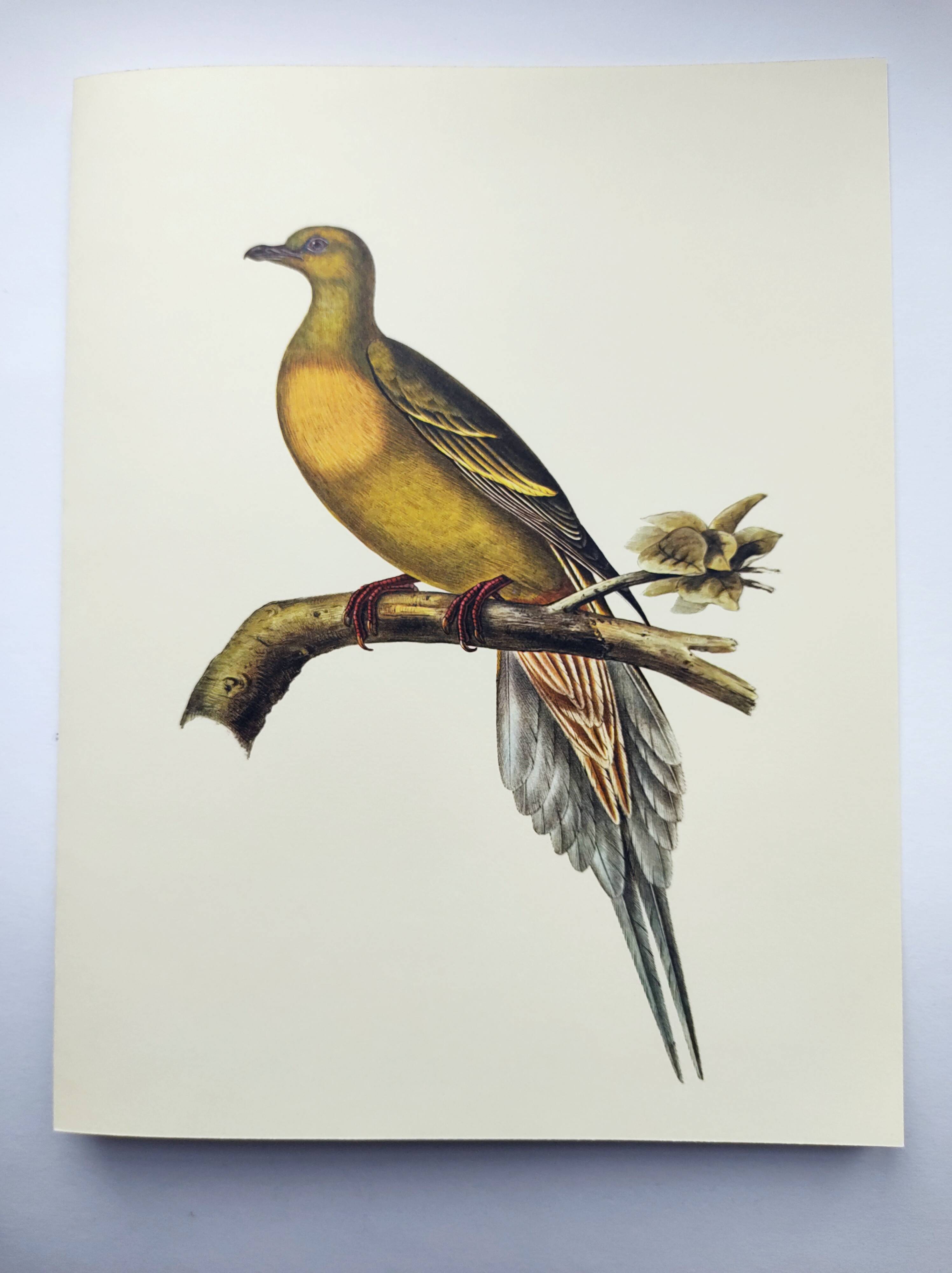 Old illustration - Pointed tail pigeon - Bird plate