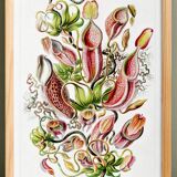 Poster about carnivorous plants, based on an old lithograph