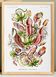 Affiche sur les plantes carnivores, d’après une lithographie ancienne