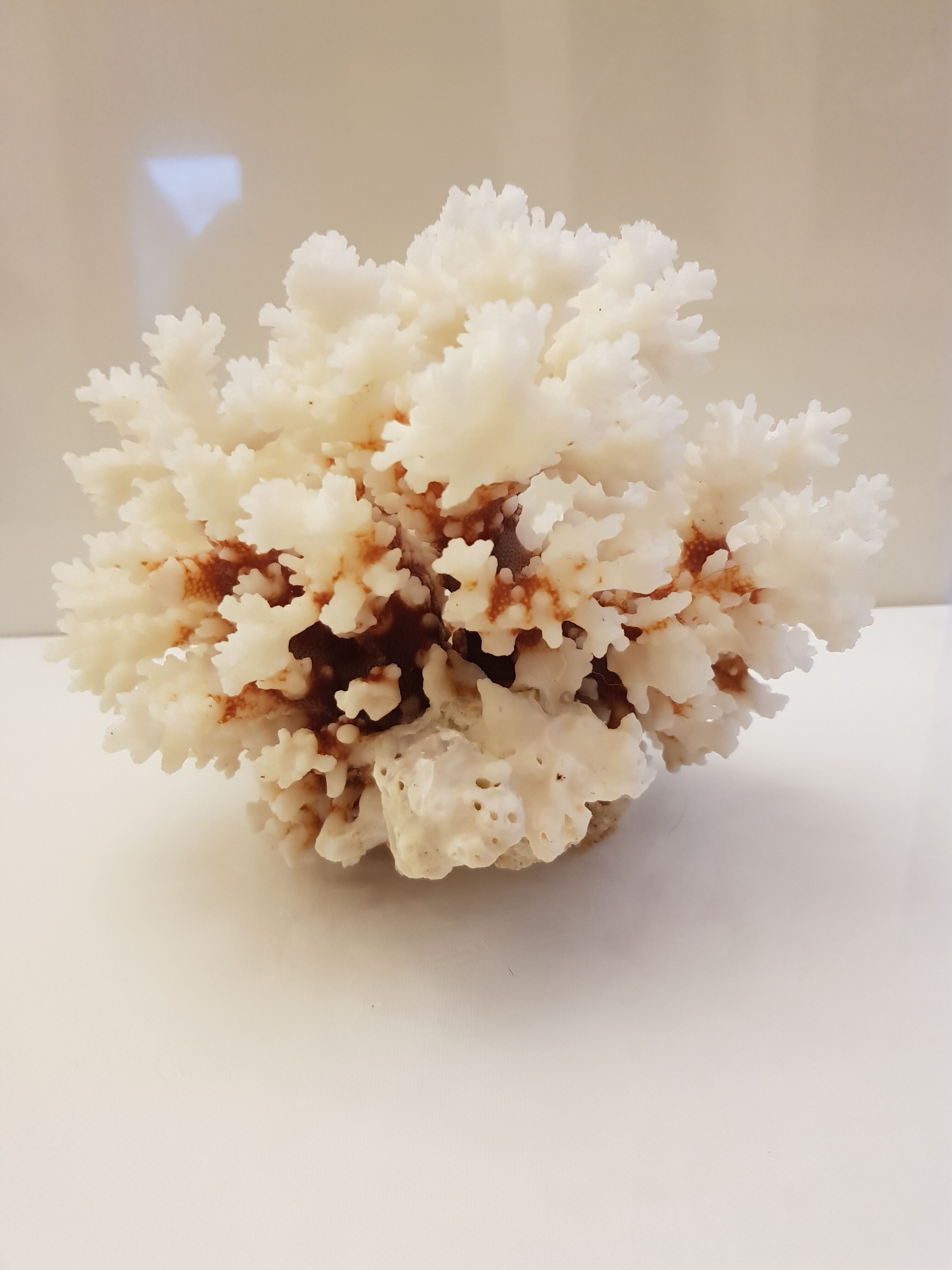 Coral 24 cm x 17