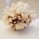 Coral 24 cm x 17