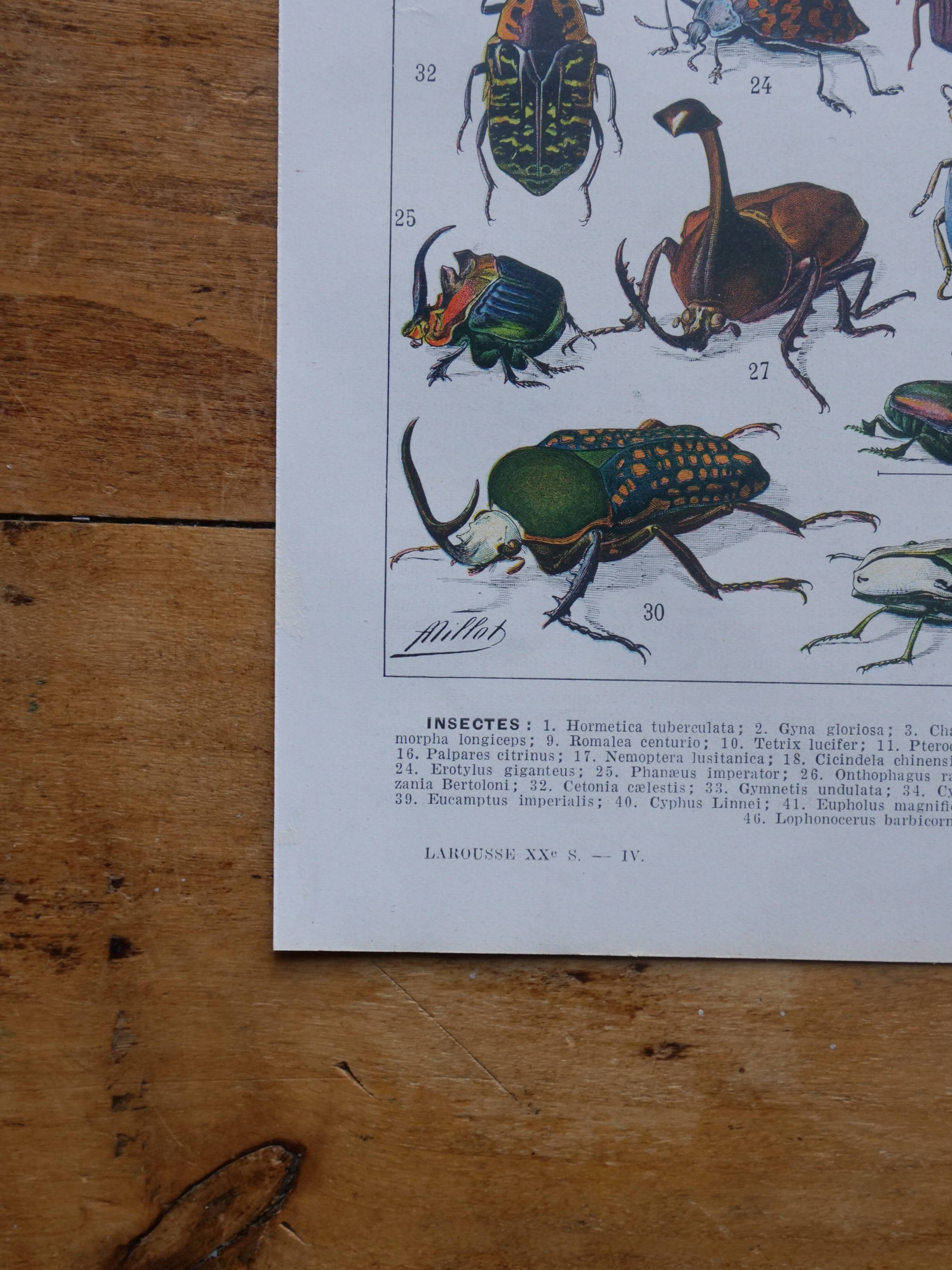 Original lithograph on insects