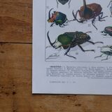 Original lithograph on insects