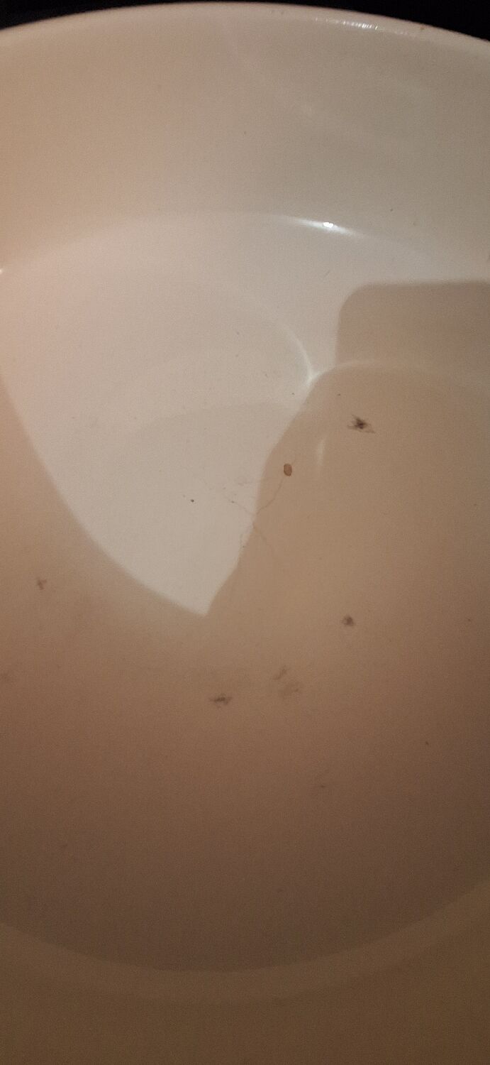 Longchamps Odette ceramic basin