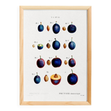 Poster about the domestic plum tree, based on an old engraving from 1802