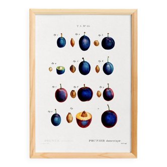 Poster about the domestic plum tree, based on an old engraving from 1802