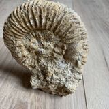 Ammonite Fossil