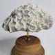 Ancien corail méandrique sur socle en bois tourné, 15 cm