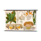 Botanical paintings Schmeils by Otto Schmeil 1899 poster