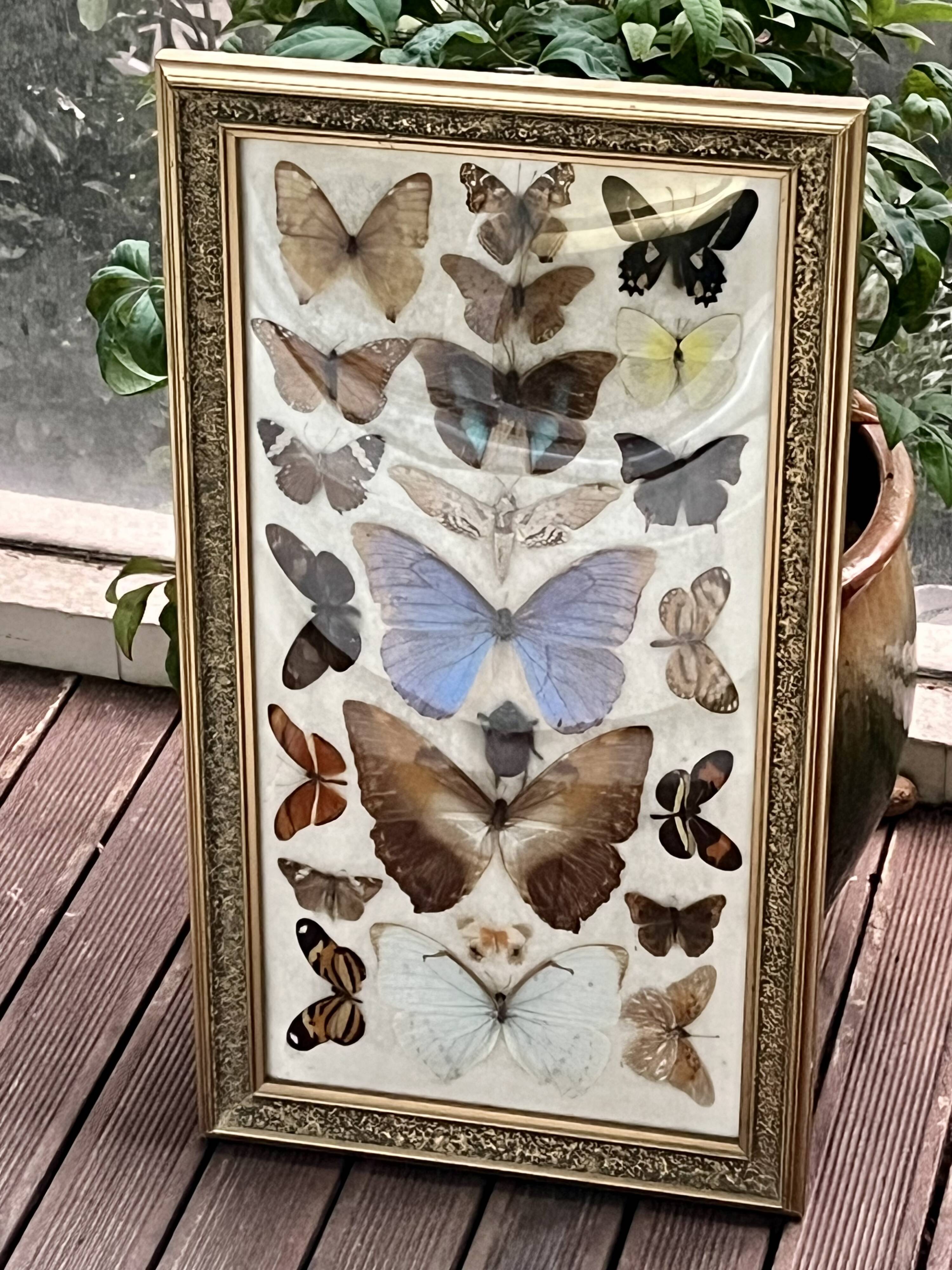 Large entomological frame - 27 mounted butterflies - Very good condition