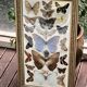 Large entomological frame - 27 mounted butterflies - Very good condition