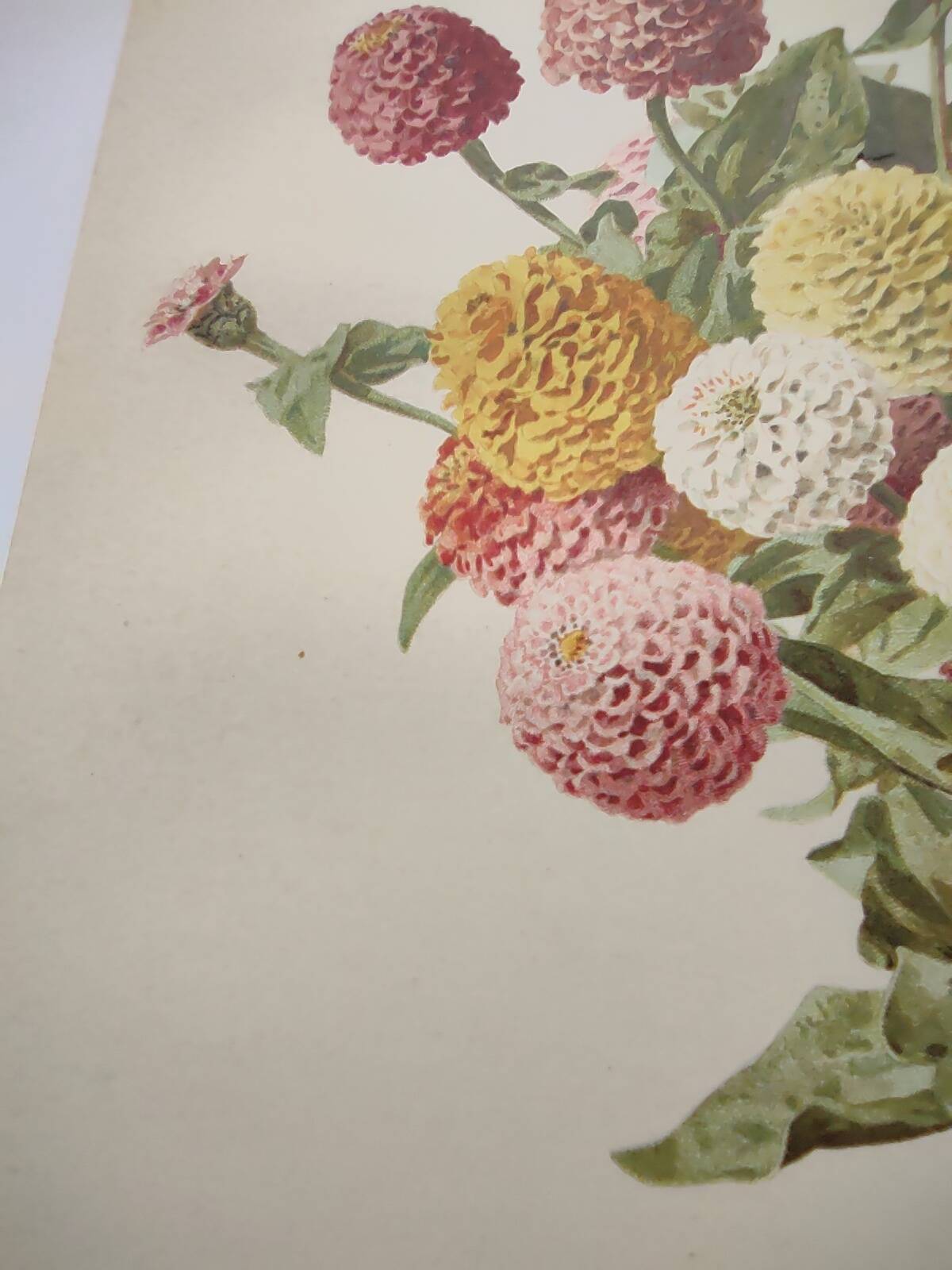 Botanical print from 1897 - Elegant Zinnia - vintage lithograph by Godard