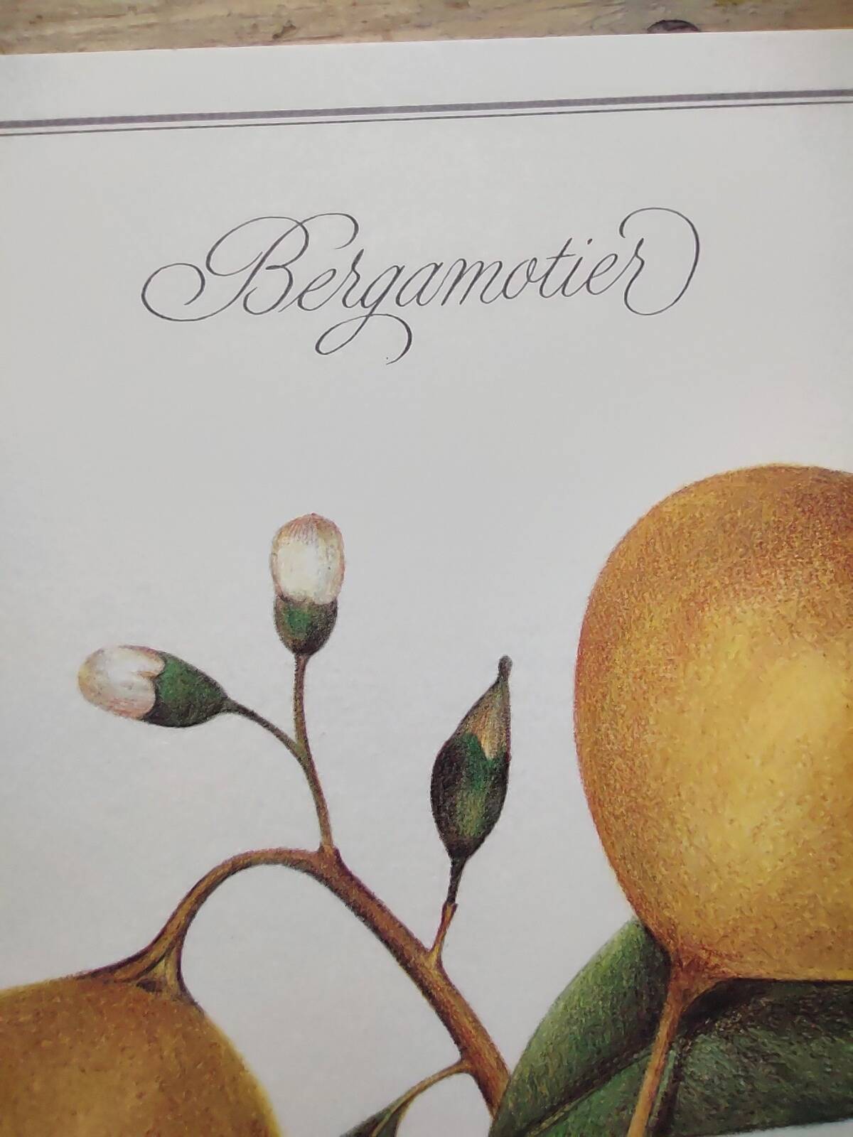Gravure d'agrume bergamotier illustration de citrus bergamia