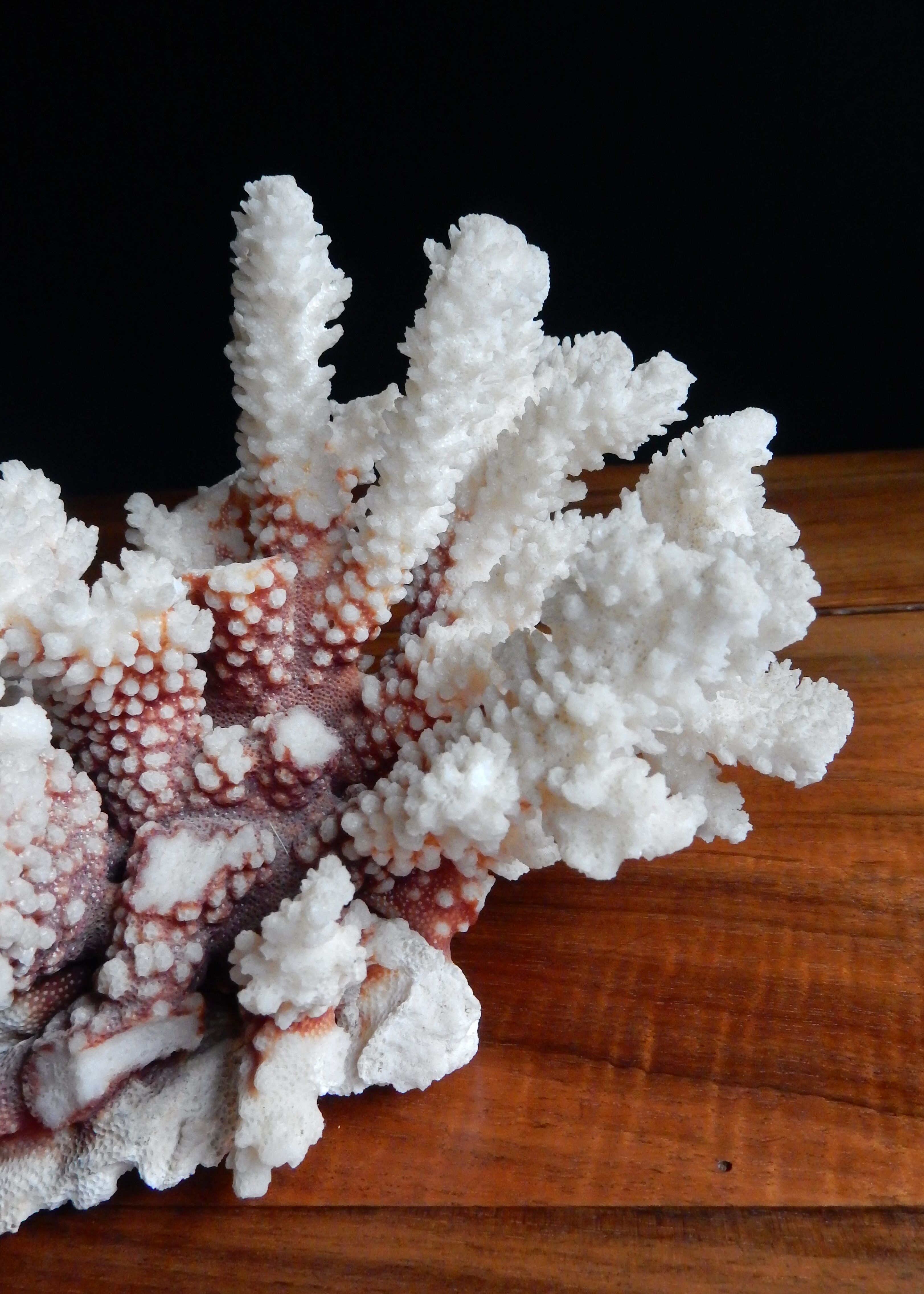 Ancient white coral from the 70s
