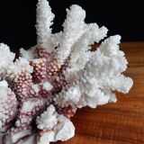 Ancient white coral from the 70s