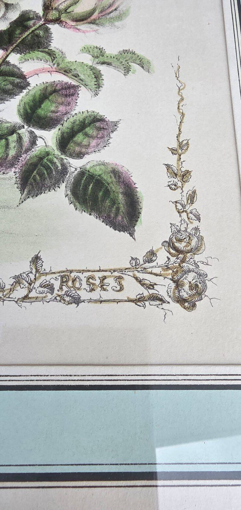 P J Redouté - Bouquet of Roses Redouté