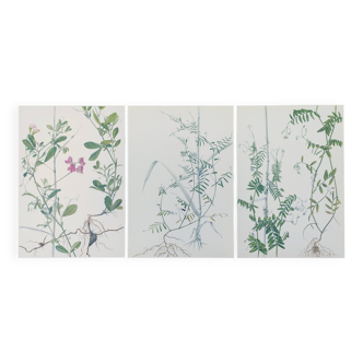 Lot of 3 vintage botanical plates from 1978 - including Tuberose pea - Natural illustration