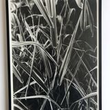 Rosine nusimovici, untitled (poacea ii), c 1980. black and white silver print