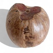 Centre de table Wabi Sabi moderne organique Coco de Mer, sculpté à la main, 19e siècle.