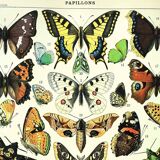 Antique engraving 1897 A. Millot - Butterflies of Europe, insects, entomology