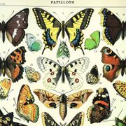 Antique engraving 1897 A. Millot - Butterflies of Europe, insects, entomology