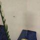 Plateau Art Déco biseauté vintage St Gobain